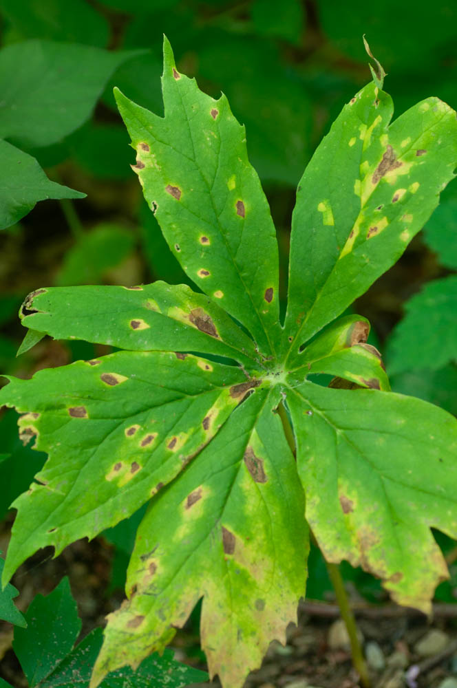 erikslootweg's tweet photo. Teliospores of Allodus podophylli, Mayapple rust. Nice find during a recent visit to Michigan. https://t.co/t5gTgnHSfc