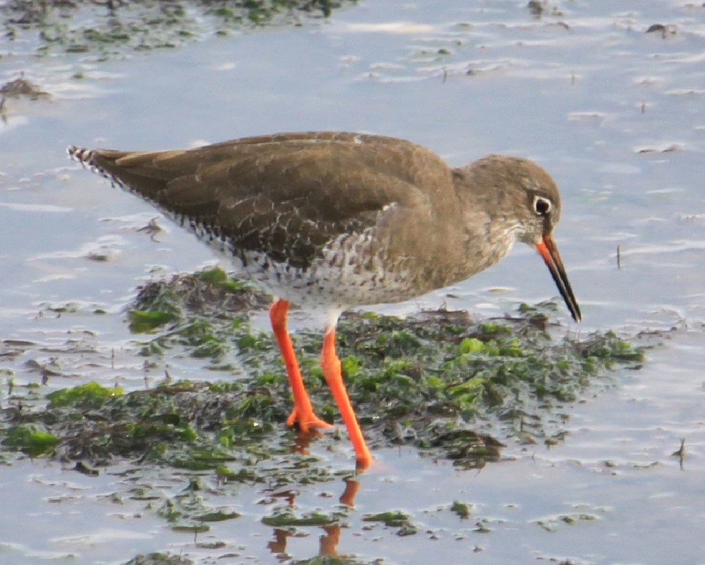 TetZoo's tweet image. A Redshank that I photographed today at the edge of the River Hamble (Southampton), catching and eating crabs. The crabs were swallowed whole. #waders #birds