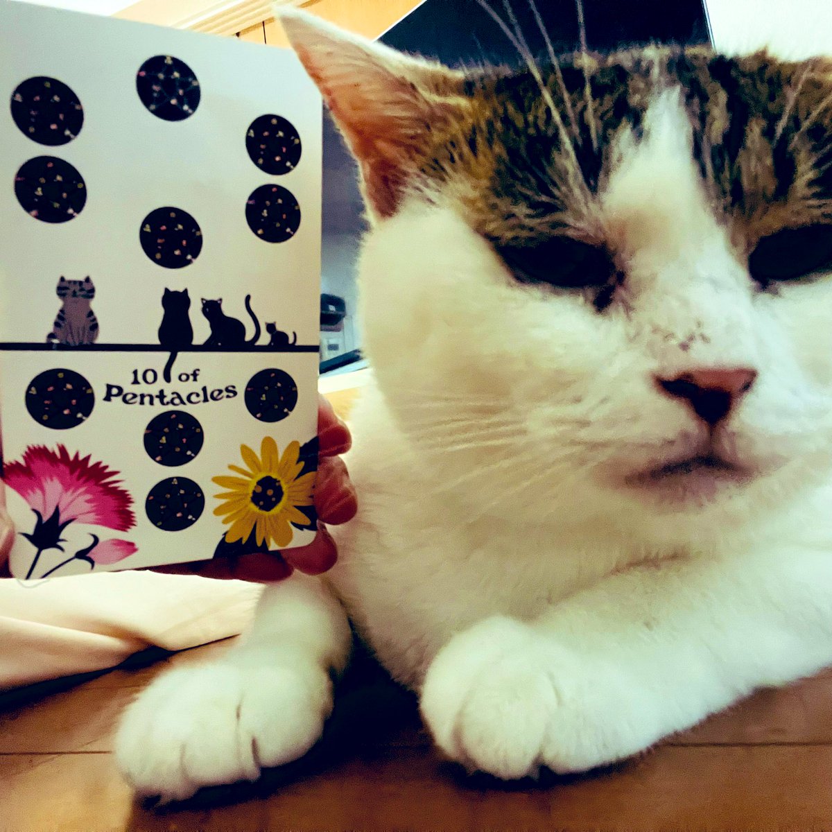 oraclerinko's tweet photo. 9/17豊かな日✨何かを受け継ぐことで発展する時🌈家族、財産、文化や伝統。大切に守りまた自分も誰かに引き継いでいきたくなるでしょう🥰あなたならではの役目があるはず。それを全うして🫶 #10ofPENTACLES #何かもらうニャ #タロット #猫 https://t.co/dAhZEmtOz9