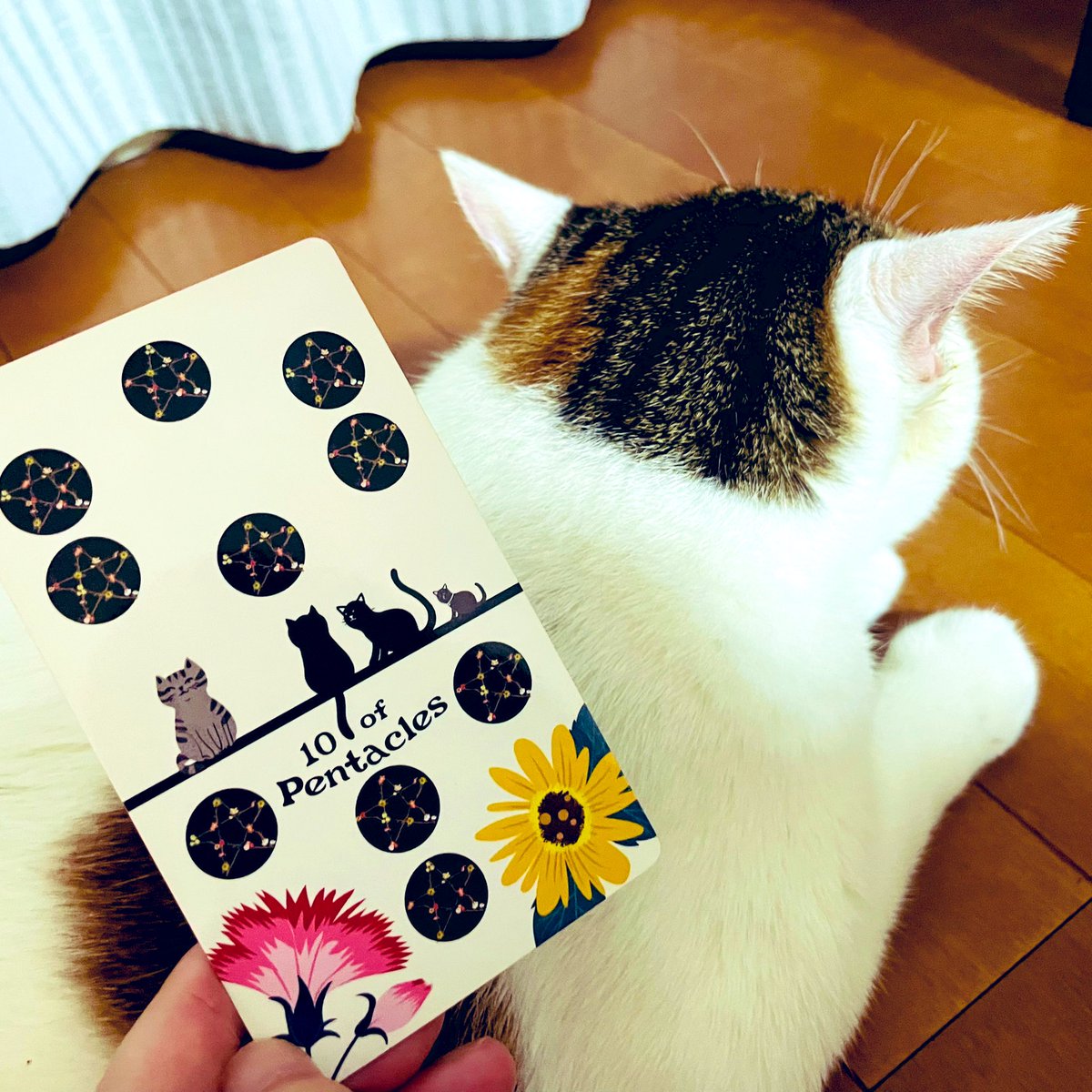 oraclerinko's tweet photo. 9/17豊かな日✨何かを受け継ぐことで発展する時🌈家族、財産、文化や伝統。大切に守りまた自分も誰かに引き継いでいきたくなるでしょう🥰あなたならではの役目があるはず。それを全うして🫶 #10ofPENTACLES #何かもらうニャ #タロット #猫 https://t.co/dAhZEmtOz9