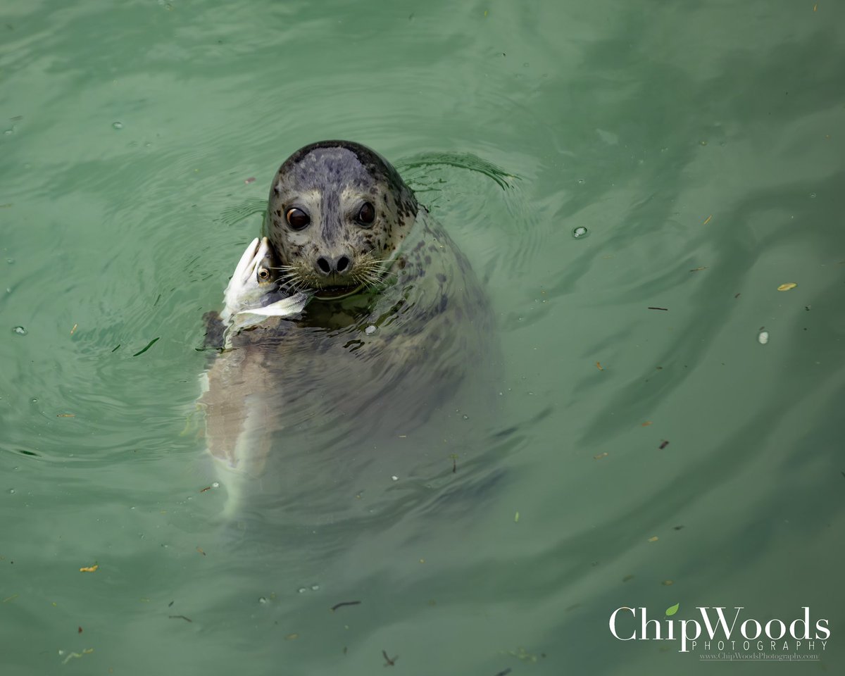 ChipWoodsPhotos's tweet photo. A Salmon Feast/Love Story in Skagway, Alaska.

Location: Skagway
Date: August 3, 2023

#nature #photooftheday #alaska #seal #salmon https://t.co/5D8UZXeuGI