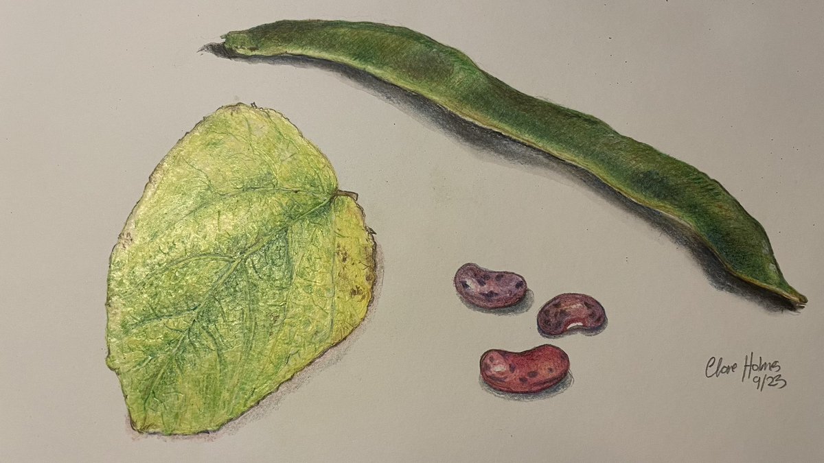 Runner bean study - cheap coloured pencils on watercolour paper. #colouredpencils #adrawingaday #runnerbeans #vegetableart