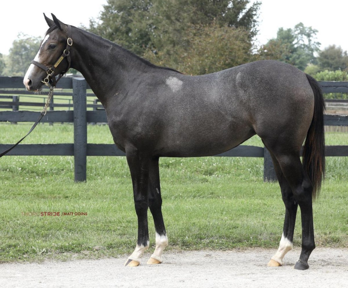 _Clark_Shepherd's tweet photo. Purchased Hip 1445, a Munnings filly, for @HighlanderTrai3 from @ElmTreeKY at @keenelandsales. Congrats to all! https://t.co/2Kd3AQvCm5