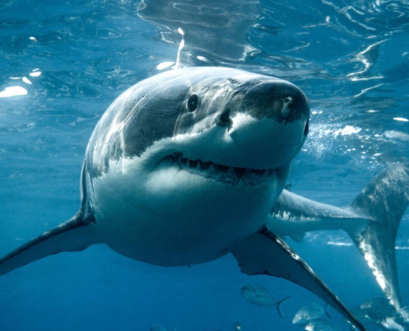 Solo uno(1) de estos 4 jugadores puede decir que ha metido un gol de falta en su carrera