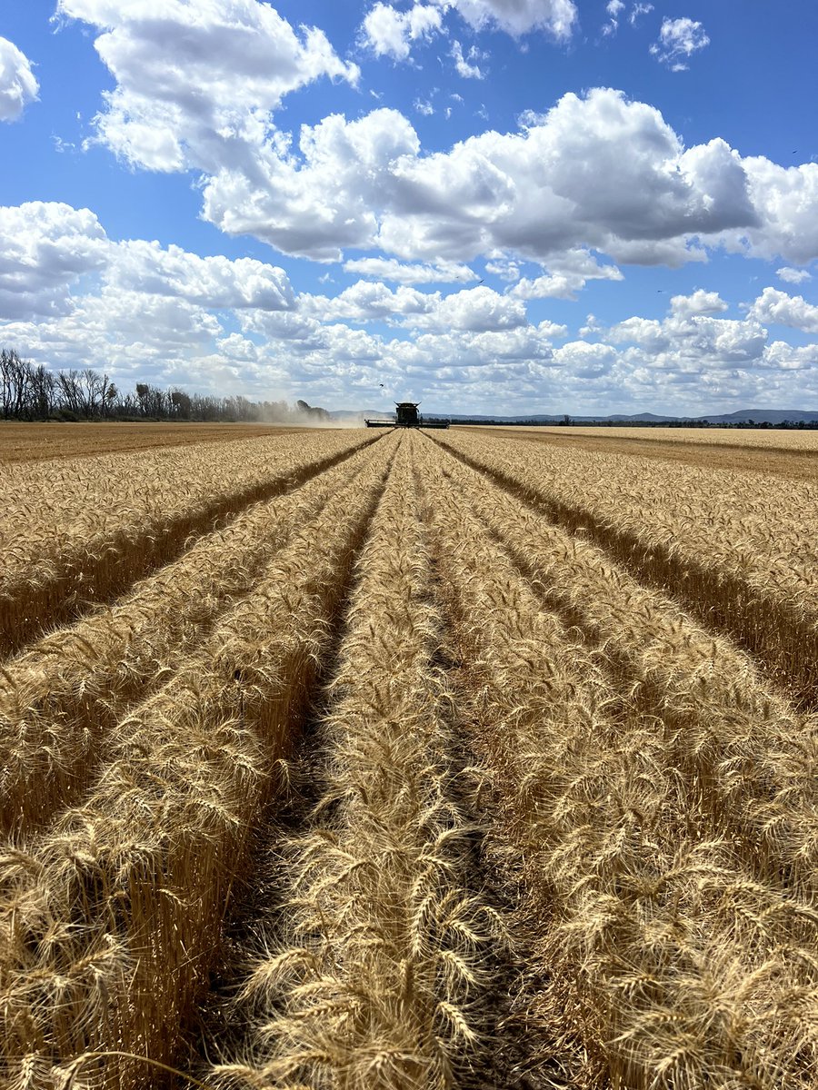 downtoearthjadma tweet media