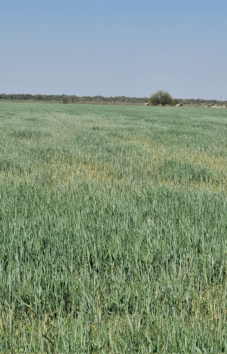 Turis2364's tweet photo. #Sequía terrible el día de hoy 35 grados los #Trigos secándose nunca visto llevamos 3 años con muy pocas #Lluvias esto es #Campo https://t.co/2mA5CumSfW