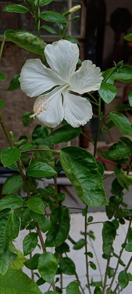 _wallachia's tweet photo. White Hibiscus in the rain
#Delhirains
#tiringday
#baddaynotbadlife https://t.co/2PoKJ9HhPc