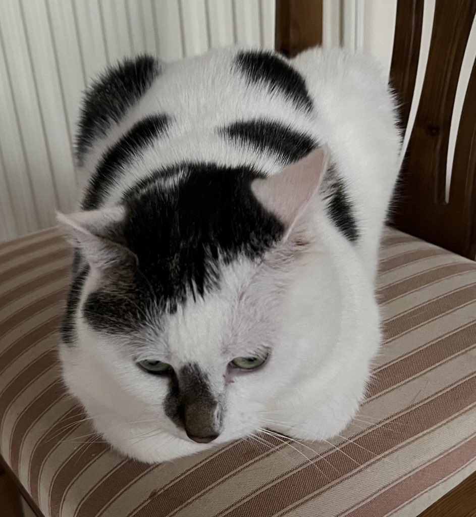 Winnierescuecat's tweet photo. Well, where have you been Iโve been waiting for you mum. Itโs not good enough, I couldnโt go out to play until you came home! #Cat #caturday #DirtyStopOut #SaturdayMood ๐พ๐พ๐พ๐ช๐ช๐ช๐ค๐ค๐ค๐ธ๐ธ๐ธ https://t.co/2313Rc9QDx