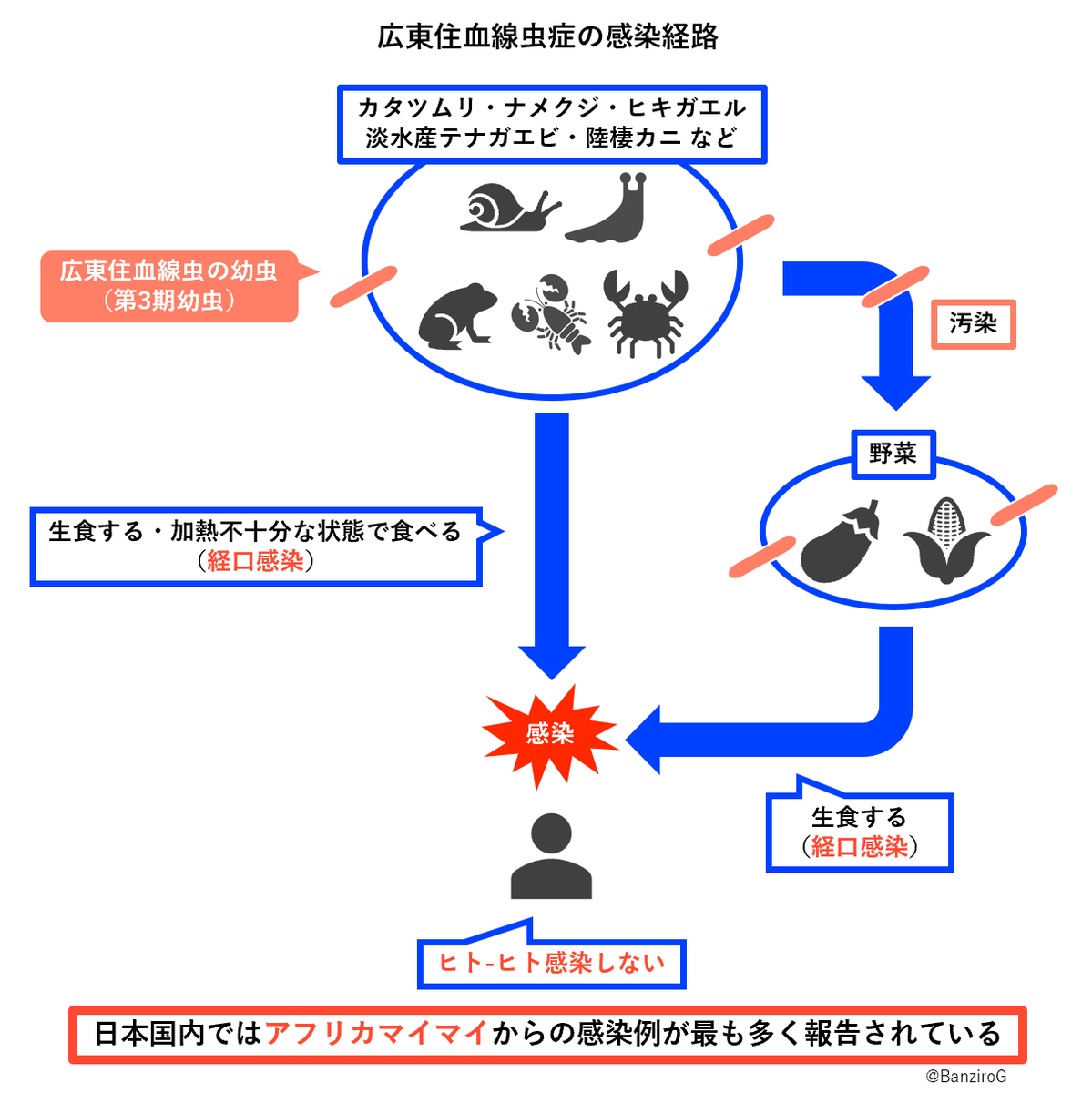 広東 住 血 線 虫