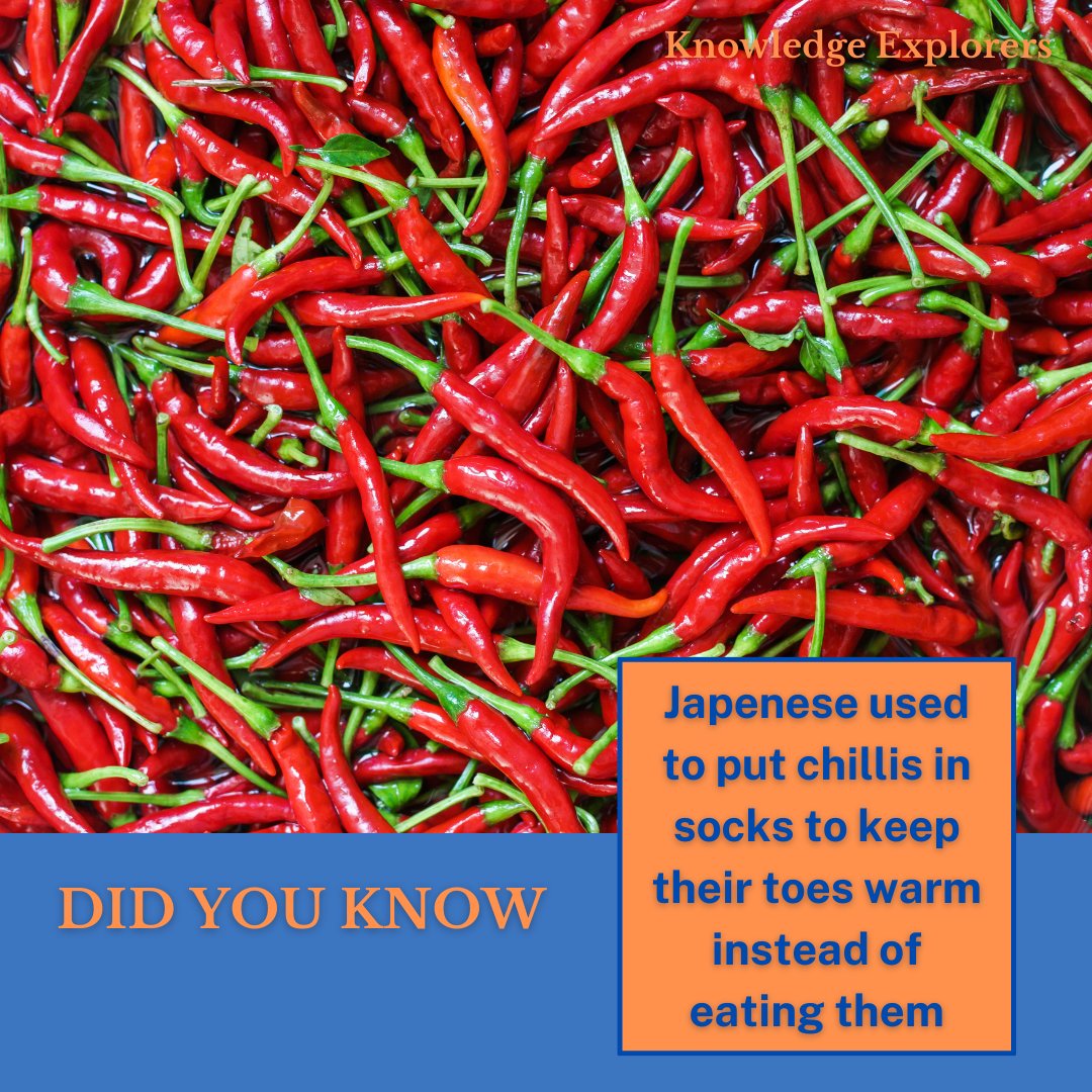 KnowledgeExp1's tweet image. Fun Fact: Japanese used to put chilis in socks to keep their toes warm instead of eating them! 🧦🔥 Explore the fascinating world of cultural traditions and quirky historical practices with Knowledge Explorers. #FunFacts #KnowledgeExplorers #CulturalCuriosities #LearnSomethingNew