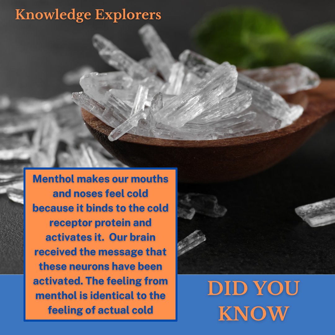 KnowledgeExp1's tweet image. Ever wondered why menthol feels so refreshingly cold? It&apos;s because it binds to cold receptor proteins, sending signals to your brain that mimic the sensation of real cold. Dive deeper into sensory science with Us!#SensoryScience #MentholMagic #KnowledgeExplorers #ScienceFacts