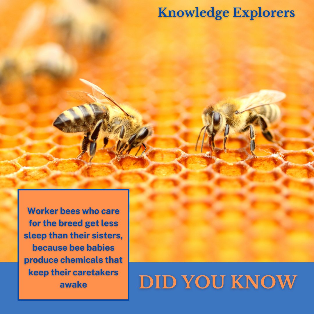 KnowledgeExp1's tweet image. 🐝💤 Fascinating fact: Worker bees tending to the brood sacrifice their sleep as bee babies produce chemicals that keep them awake. Dive into the remarkable world of insect behavior with Knowledge Explorers! 🌼📚 #BeeBehavior #InsectInsights #KnowledgeExplorers #NatureFacts