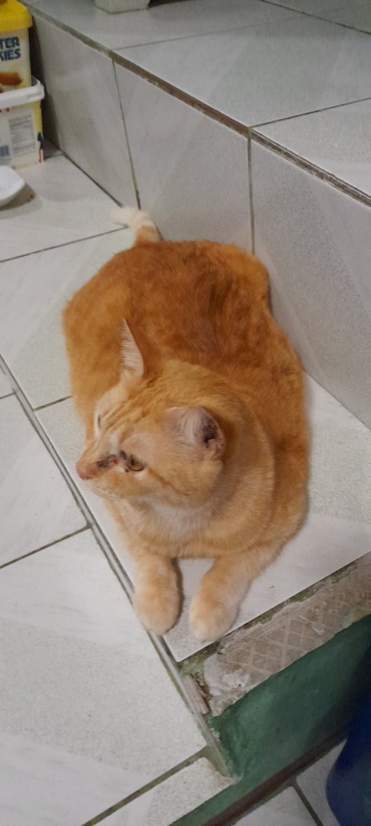 MisterPandaBoom's tweet photo. Ginger tabbies. Domestic shorthair and domestic longhair. #CatsOfX #CatsofTwittter #CatsAreFamily #TabbyCrew https://t.co/xqgnImvICA