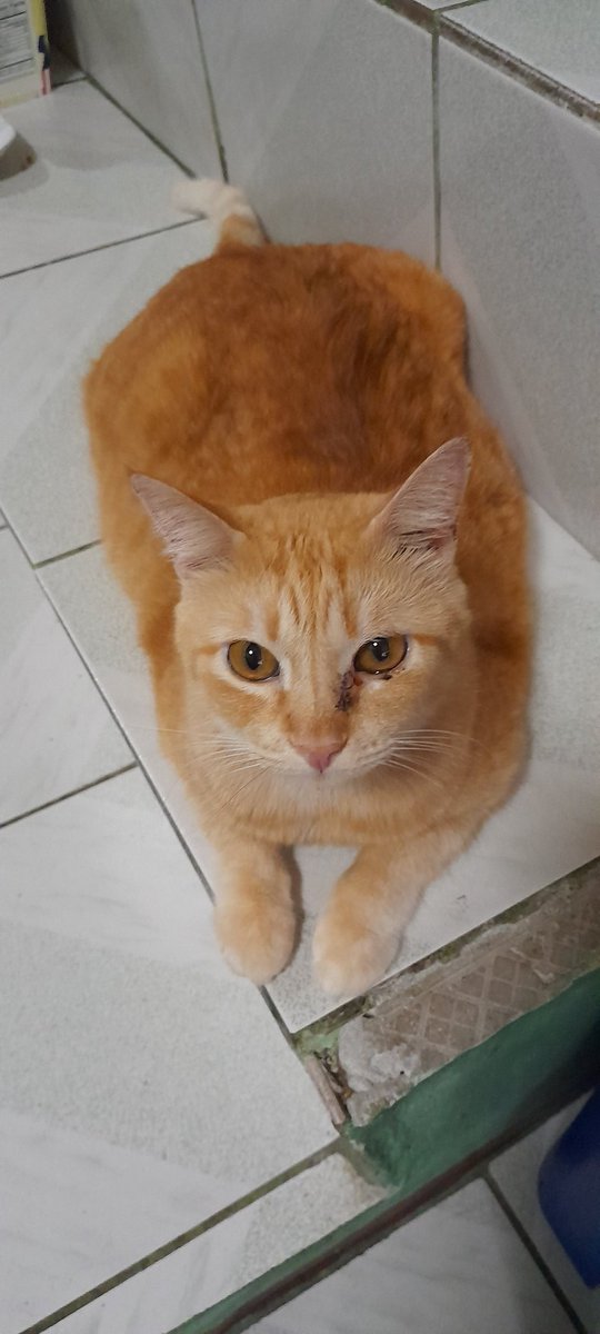 MisterPandaBoom's tweet photo. Ginger tabbies. Domestic shorthair and domestic longhair. #CatsOfX #CatsofTwittter #CatsAreFamily #TabbyCrew https://t.co/xqgnImvICA
