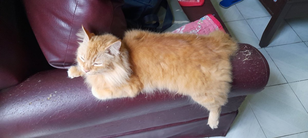 MisterPandaBoom's tweet photo. Ginger tabbies. Domestic shorthair and domestic longhair. #CatsOfX #CatsofTwittter #CatsAreFamily #TabbyCrew https://t.co/xqgnImvICA