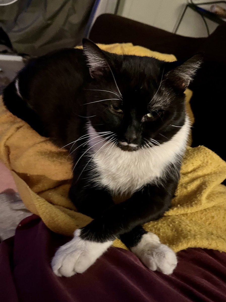 Epoch The Cat tweet media