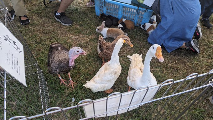 聖蹟桜ヶ丘の河原で数年ぶりに復活したお祭り 馬とかヤギとかいろんな動物も来てるしすごい盛り上がってる 俺も家族連れできたいよなぁ俺もなあ #せいせきみらいフェスティバル2023 https://t.c<a href="/tag/%E3%81%9B%E3%81%84%E3%81%9B%E3%81%8D%E3%81%BF%E3%82%89%E3%81%84%E3%83%95%E3%82%A7%E3%82%B9%E3%83%86%E3%82%A3%E3%83%90%E3%83%AB2023"class="tags">#せいせきみらいフェスティバル2023</a>