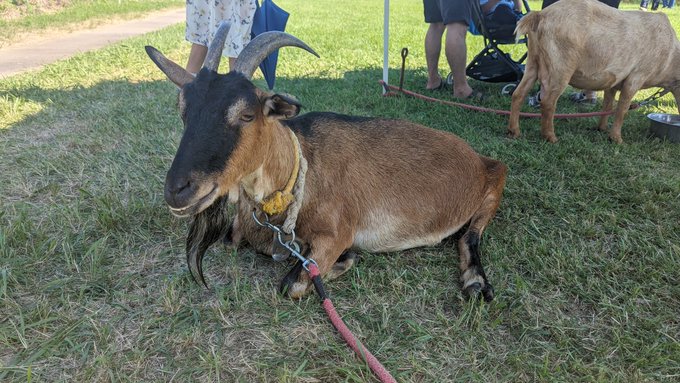 聖蹟桜ヶ丘の河原で数年ぶりに復活したお祭り 馬とかヤギとかいろんな動物も来てるしすごい盛り上がってる 俺も家族連れできたいよなぁ俺もなあ #せいせきみらいフェスティバル2023 https://t.c<a href="/tag/%E3%81%9B%E3%81%84%E3%81%9B%E3%81%8D%E3%81%BF%E3%82%89%E3%81%84%E3%83%95%E3%82%A7%E3%82%B9%E3%83%86%E3%82%A3%E3%83%90%E3%83%AB2023"class="tags">#せいせきみらいフェスティバル2023</a>