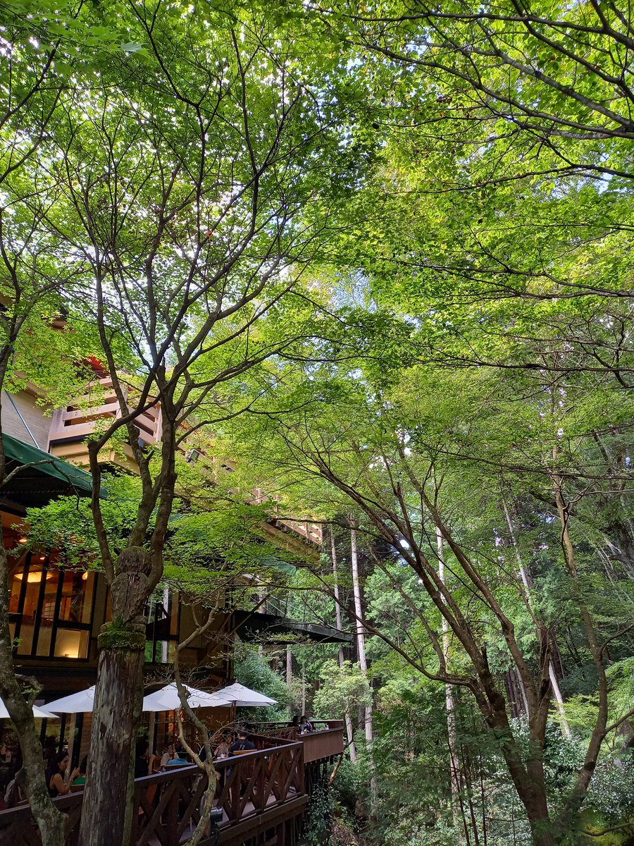 rinmuu4's tweet photo. 森の中のカフェ☕😌✨
#瑞浪市
#了庵
#Ryoan https://t.co/7gJ5Jb2ige