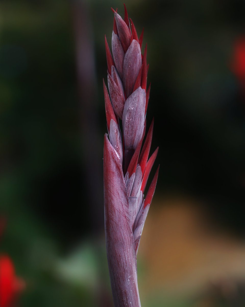 lebretonf22's tweet photo. Bonne journée 🇷🇪📷
#capucine #conflore #vacoa #fleur #fleurs #palmier #FLOWER #Flowers #flowerphotography #FlowersOfTwitter #flowerpower #beautiful #beauty #iledelareunion #lareunion #team974 #love #Canon #nature #NaturePhotography #NatureBeauty #naturelovers #NatureBeautiful https://t.co/Ak7Rl2KBAu