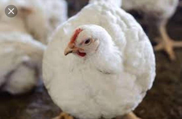 Gracelandfarmer's tweet photo. The Ross 308
These chicken is a very popular broiler chicken, and it has many unique characteristics. First, it has excellent growth potential, and it's known for being very adaptable to different environments. It also has a high average weight at 4 weeks, which is around 1.8-2.5 kg. The average lifespan of a Ross 308 is around 42 days, but it's possible for these chickens to live for up to 6-10 weeks. It's not common for them to live that long, but it's certainly possible. The average lifespan for a broiler chicken like the Ross 308 is shorter than the average lifespan for a regular chicken. This is because broiler chickens are specifically bred for meat production, and they're often slaughtered at around 6 weeks old.