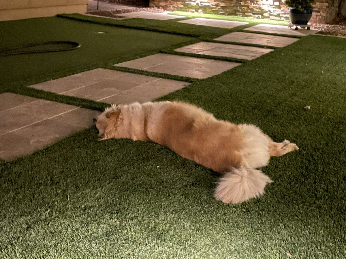 Pals, things are returning to normal since my stay at Camp BowWow. Tonight it was cool enough to be outside with mom and dad. I’m still a bit out of sync, but tomorrow will be better.