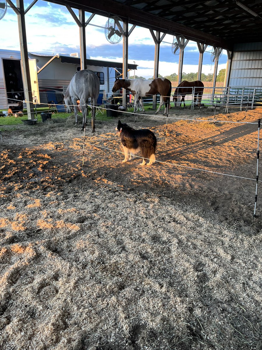 corgicrazytime's tweet photo. Jasper is very happy to be helping at the MBRA State Finals this weekend! He even got the memo to wear his cowboy hat! #MBRA #Cowdog #BorderCollie @PureMichigan @BCTGB https://t.co/yupTg9fkk3