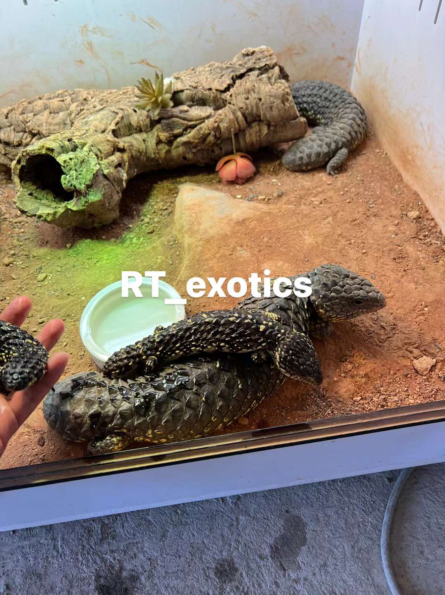 腹肌(💙,🧡)痴迷者❤️ Memecoin (@vernon7788) on Twitter photo 