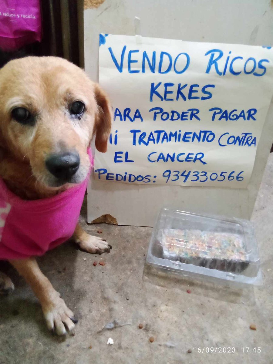 caritortas's tweet photo. Mi perrita Poly de 15 años tiene cáncer y estoy vendiendo kekes a S/. 30 (también pie de manzana o tortas) para su tratamiento de 2000 soles. Lucharé y trabajaré para salvarla. Por favor si no me puedes comprar, comparte. Soy la Sra Cari y estoy en Lima, Perú.

Whatsapp 934330566 https://t.co/2d0XzKh54O