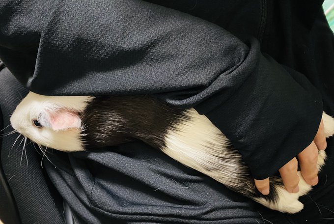 リアルファー肘掛け

※こちら本人の希望により腕を置かせていただいております(ケツを撫でて欲しくて潜り込んでくる) 