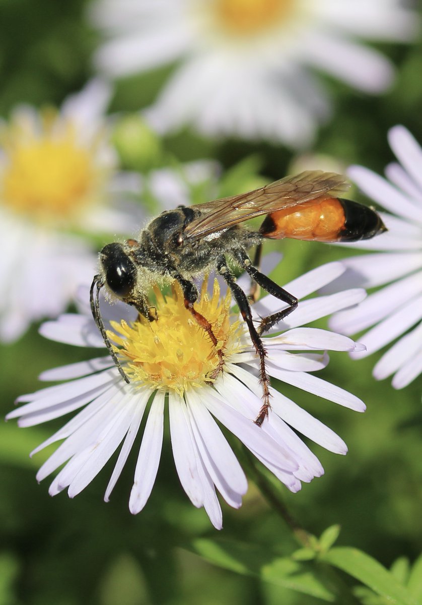 Noir et orangé. Pilosité argentée sur la face et le thorax. Une grosse guêpe solitaire et inoffensive. Sauf pour grillons et sauterelles dont, comme son nom le suggère, le Sphex gryllivore nourrit ses larves. #Guêpe #Jardin 
Plus de photos sur le site : jardin-marais-poitevin.com/le-sphex-gryll…