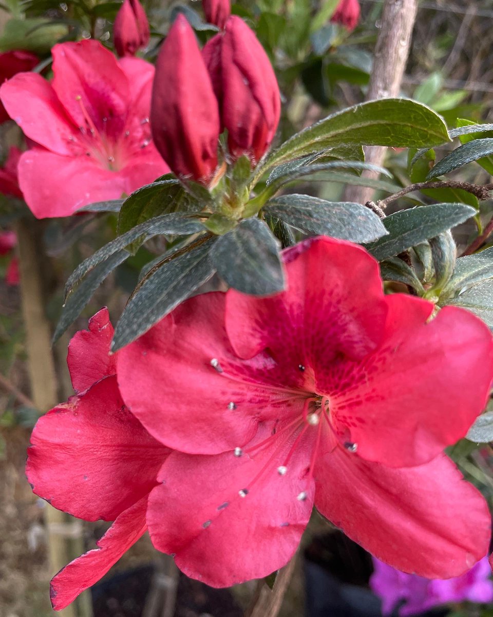 EckardsGarden's tweet image. Red Azaleas in our shade department this week. A spring and autumn flush from a morning sun afternoon shade spot and regular feeding with BioOcean and mulching with Acid Compost to acidify the soil for them and help retain moisture 🌸 #eckardsgarden #springinfullswing