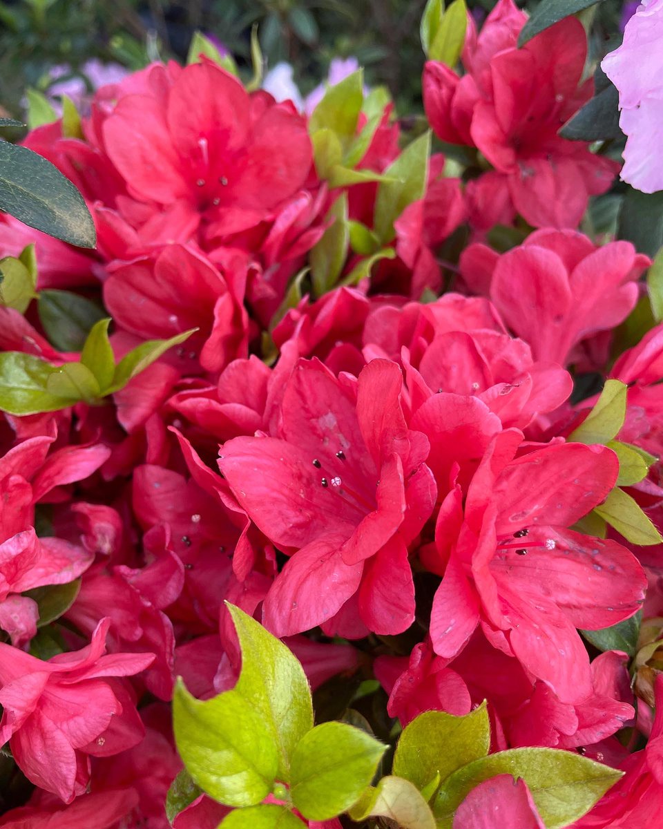 EckardsGarden's tweet image. Red Azaleas in our shade department this week. A spring and autumn flush from a morning sun afternoon shade spot and regular feeding with BioOcean and mulching with Acid Compost to acidify the soil for them and help retain moisture 🌸 #eckardsgarden #springinfullswing