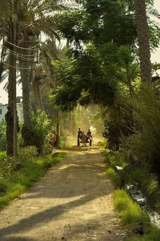 Sarahsasoo25's tweet image. #صباح_الخير من  قرية #كوم_النور
 - مركز #ميت_غمر - محافظة #الدقهلية. 
#مصر 🇪🇬