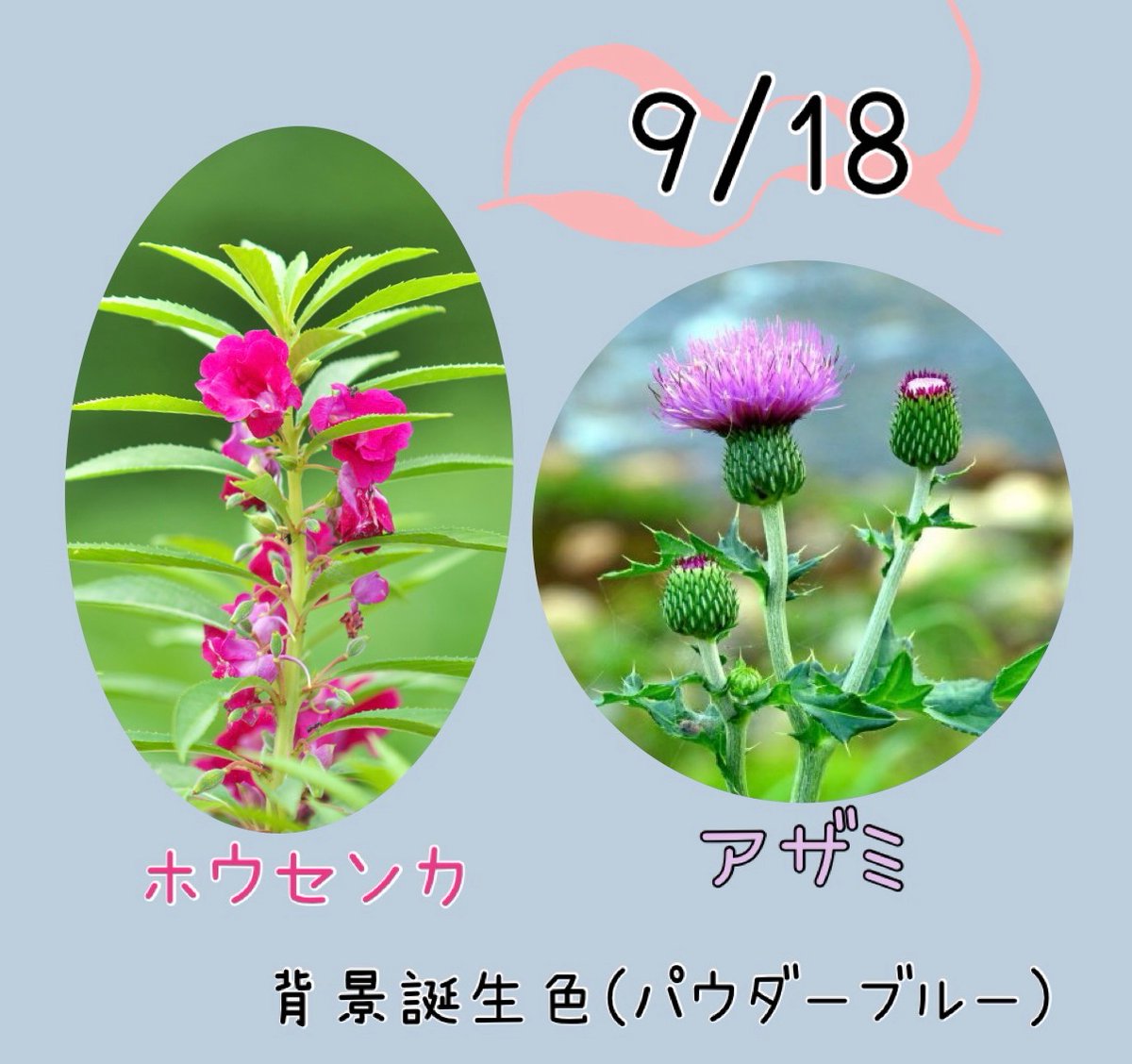 riru_0x0's tweet photo. おはようございます👴👵

9/18の #誕生花 は
「ホウセンカ」私に触れないで、短気
「アザミ」独立、報復、厳格、触れないで

#誕生色 は「パウダーブルー」#BCCDDB
冷静・温厚篤実・威厳
後進の指導を得意とする温厚な人 https://t.co/COQKtAMcGh