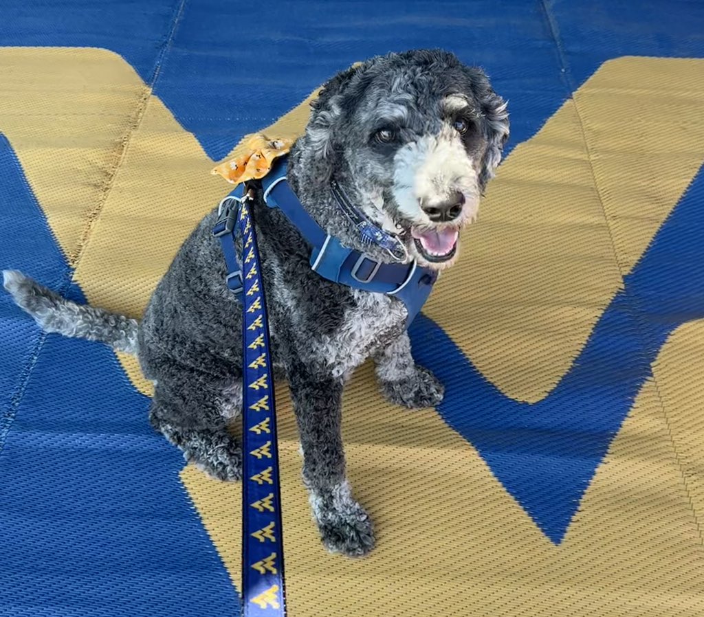 bfurb2's tweet image. #wvugame