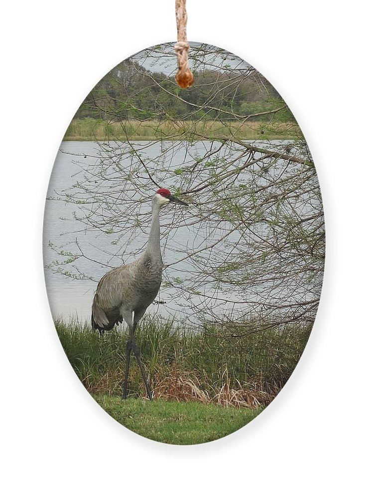 Angel617Liz's tweet photo. https://t.co/MT32QDrTHX
Many beautiful ornaments to choose from. Birds, nature and still life photography. #Ornaments #Gifts #NaturePhotography #Birds #VisualRelaxation https://t.co/kcxRcH1JRn