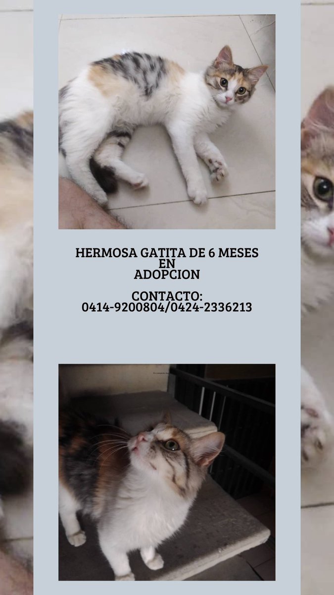 evylmr's tweet photo. Hermosa gatita de aproximadamente. 6 meses que busca hogar cariñoso y responsable. Contacto: 0414-9200804 y el 0424-2336213
Ayúdame a difundir por favor
@asoc_vpla @PerroUsuario @GaticoCallejer https://t.co/LdiiaYDbWa