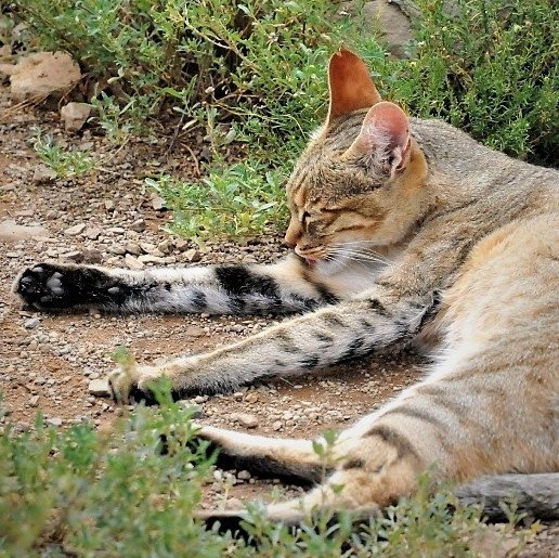 KIT-21:

Here is
da mother of all cates
Colleague of <a href="/NiftyNeels/">Neels the Serval</a> @KarooCats 🇿🇦
Wellspring of all domestic felines
with ears da hue of sunrise
and maternal as great Bastet
Minerva has mournfully ascended
da 🌈 bridge
Count yourself lucky
if you ever meet such a cate

#TheAviators
