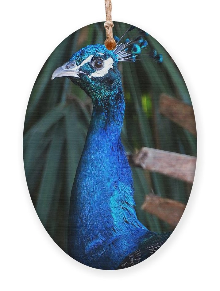 Angel617Liz's tweet photo. https://t.co/MT32QDrTHX
Many beautiful ornaments to choose from. Birds, nature and still life photography. #Ornaments #Gifts #NaturePhotography #Birds #VisualRelaxation https://t.co/kcxRcH1JRn
