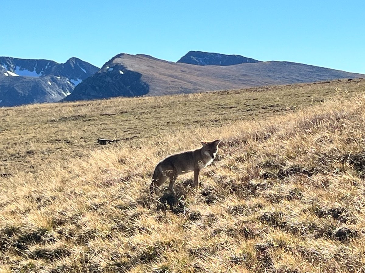 MollyTeachesFCS's tweet photo. We drove thru Boulder, into Boulder Canyon and then up Peak to Peak hwy, then thru RMNP up the Old Fall River Road and down Trailridge.
Aspens haven't really started to turn yet.
#RockyMountainNationalPark
#RMNP
#OldFallRiverRoad https://t.co/Wbs2PPFLDp