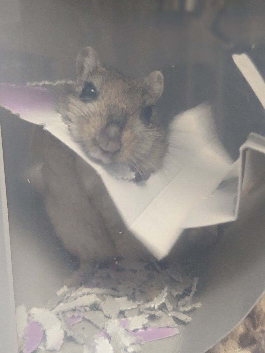 sunaminato's tweet photo. パリパリしながら身体がはまっていく可愛い姿、すき…😊
＃スナネズミ #gerbil  #jird https://t.co/spfCYqbyWu