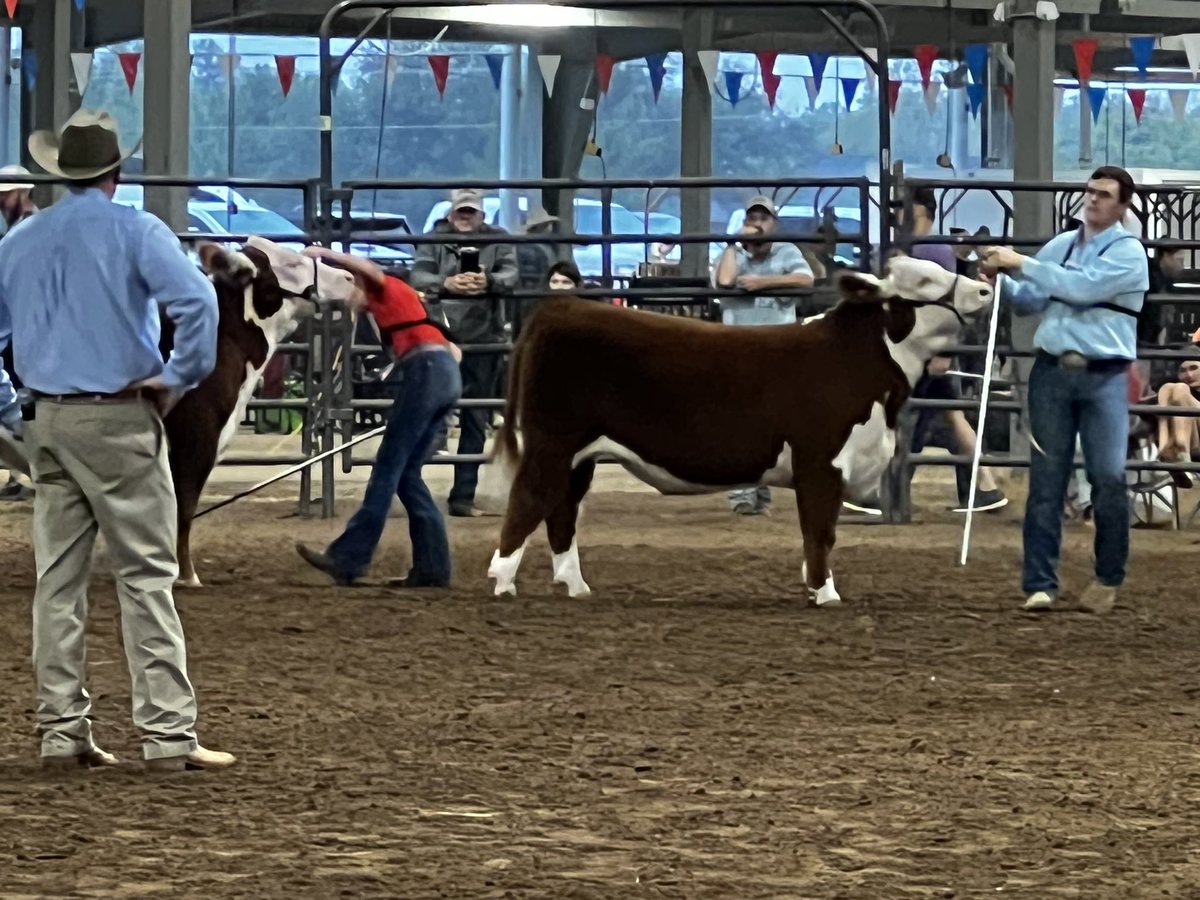 BornRanches's tweet image. A very good day at the West Texas Fair! 
Champion Hereford shown by the Gandy family.
2nd heavy weight behind the Reserve Hereford shown by the Lankford’s. 
6th in class 3 of the Herefords shown by the Wells family. 

All calves sold in the @pwroftheplains
