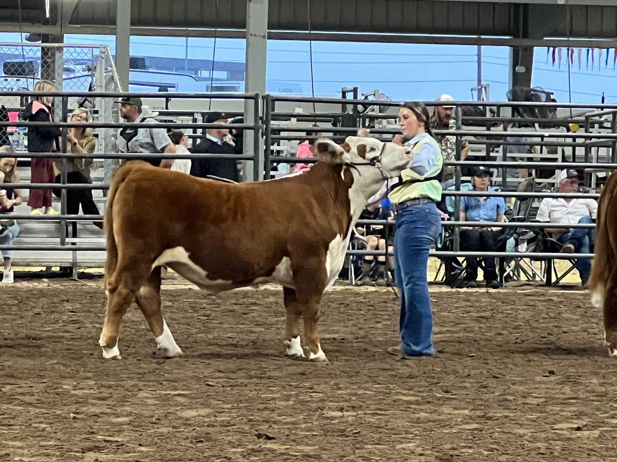 BornRanches's tweet image. A very good day at the West Texas Fair! 
Champion Hereford shown by the Gandy family.
2nd heavy weight behind the Reserve Hereford shown by the Lankford’s. 
6th in class 3 of the Herefords shown by the Wells family. 

All calves sold in the @pwroftheplains