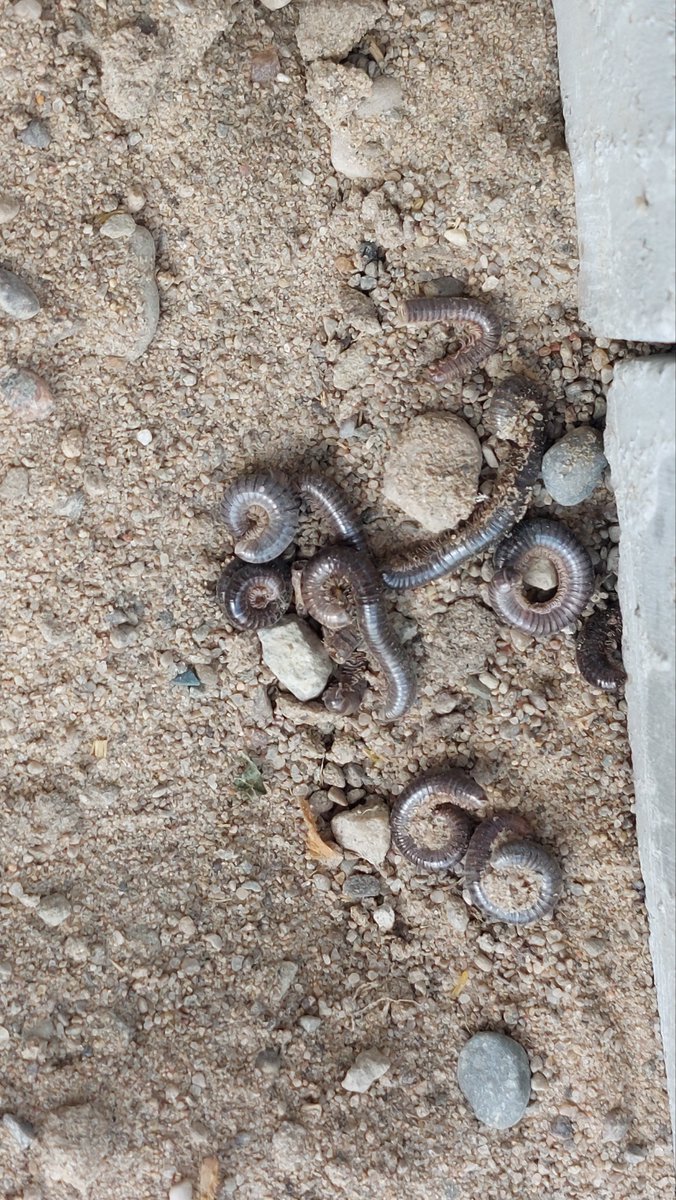 Does anyone in twitter (X) land know what these worms are? Swept up dozens on the shop floor yesterday & found this cluster outside the door today. @TraceyBaute