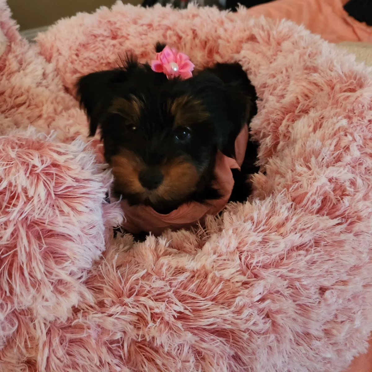 pillyqo's tweet photo. @OfficialOPLive #OPLive #OPNation Watching alone with Mom &amp; Dad. Big brother sleeping so just me Princess Mia. Let's get them! https://t.co/xRFXTTCmZv