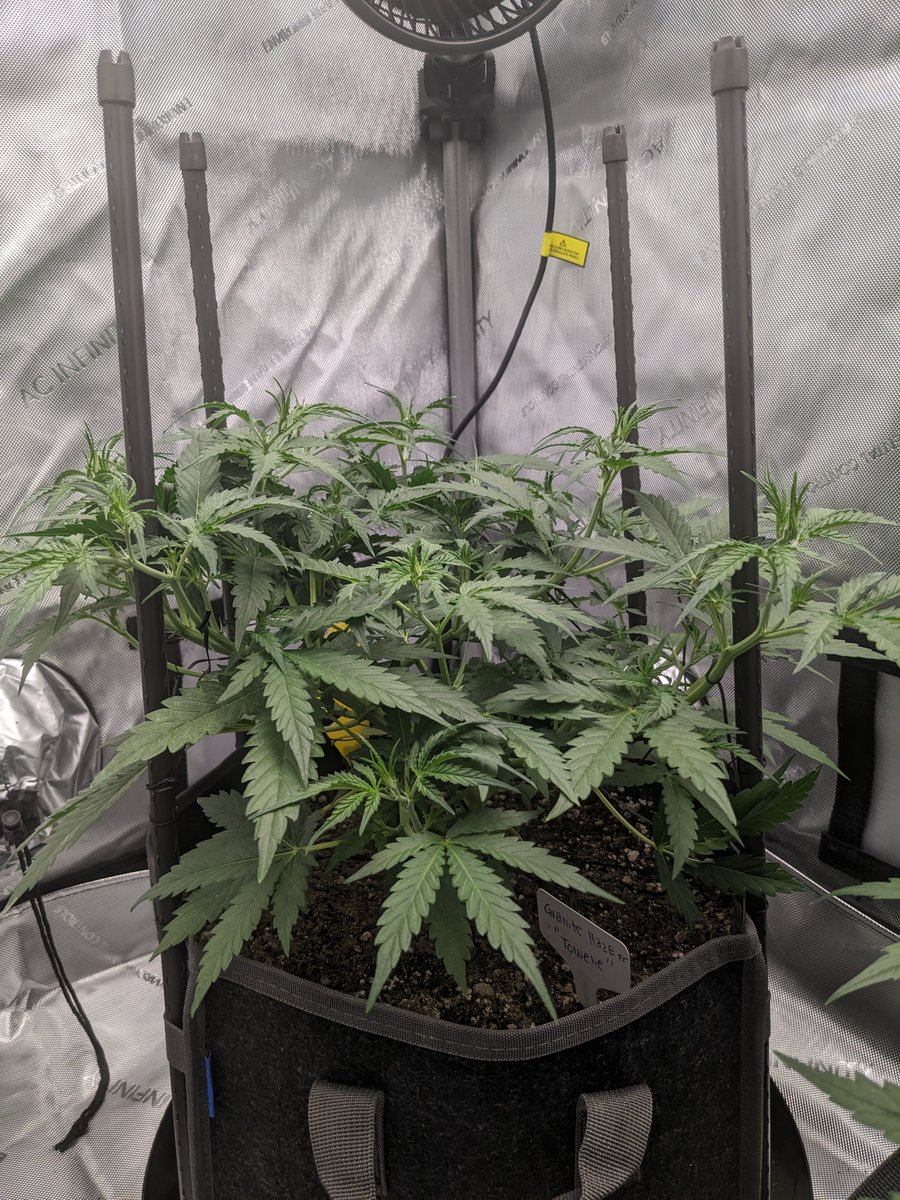 nova2cotton's tweet photo. Random #GrowingTip: Write it Down! 

special thanks to @christi4356 for inspiring this one! 
 
Hey Guys! Wanted to do a quick easy tip and its about Keeping detailed notes and a journal of your cannabis Run. This is an essential practice for both novice and experienced growers. This documentation not only helps you track your progress but also allows you to make informed decisions and troubleshoot any issues that may arise. Here's a simple guide on how to maintain a cannabis growing journal:

1. Setting up Your Journal: O_O

Select a Notebook or Digital Tool: Choose a method that works best for you. Many growers opt for physical notebooks or binders, while others prefer digital tools like spreadsheets, apps, or dedicated cannabis cultivation software. For a water proof and heavy duty notebook i suggest GAK Stone paper!

You can Organize Sections: Divide your journal into sections for different aspects of cultivation, such as seed/strain information, environmental conditions, nutrient schedules, and daily observations. I like to keep it simple and do a linear path! 

2. Record Basic Information:

Strain Information: Include details about the strain you're growing, such as the name, genetics, and breeder information.

Germination and Planting Dates: Note when you planted your seeds or transplanted your clones. you can name your plants so if you are growing the same stain you don't get confused!

3. Environmental Conditions:

Lighting: Document your lighting setup, including the type of lights, wattage, and the light schedule (e.g., 18/6 for vegetative stage and 12/12 for flowering).

Temperature and Humidity: Record daily temperature and humidity levels in your growing space.

Ventilation: Describe your ventilation system, including fans, exhaust, and intake systems.

CO2 Levels: If you're supplementing with CO2, note the concentration and schedule. i don't do this im not that good 🤷

4. Nutrient and Feeding Schedule:

Nutrient Brands and Types: List the specific nutrient brands and types you're using.

Feeding Schedule: Create a feeding schedule outlining when and how much you're feeding your plants. Include any adjustments or changes made during the grow cycle.

pH and EC/PPM Levels: Measure and record the pH and electrical conductivity (EC) or parts per million (PPM) of your nutrient solution.

5. Daily Observations:

Plant Growth: Regularly note the growth progress of your plants, including height, branching, and any signs of stress or deficiency.

Pest and Disease Monitoring: Keep an eye out for pests, diseases, or any unusual symptoms. Record any actions taken to address these issues.

Training and Pruning: Document any training techniques or pruning methods used to shape your plants.

Flowering Transition: Note the date when your plants transition from the vegetative stage to the flowering stage.

6. Harvest Data:

Harvest Date: Record the date when you harvest your cannabis plants.

Yield: Weigh the dried buds to determine your yield.

Quality Assessment: Subjectively evaluate the aroma, flavor, potency, and appearance of the harvested buds.

7. Miscellaneous Notes:

Experiments and Changes: If you try new techniques or make significant changes to your setup, document them and their outcomes.

Anomalies: Record any unusual occurrences or events, such as power outages or extreme weather conditions.

8. Photos and Diagrams:

Include photographs of your plants at various stages to visually track their progress.

Draw diagrams or sketches to illustrate your setup or any changes you make. I do both 👊👀

9. Learn and Adapt:

Review your journal regularly to identify trends, successes, and areas for improvement.

Use your journal to troubleshoot problems by comparing notes from healthy grows to those with issues.

Adjust your cultivation practices based on the insights gained from your journal.

10. Security and Privacy:

If growing cannabis is not legal in your area, take precautions to protect your journal's privacy, whether it's a physical book or digital file. O_o you could try to encode it and have it done in a language you only know like dothraki...O_O or Sindarin and Quenya you just have to hope no one in the police is a nerd.

Keeping a detailed cannabis growing journal is a valuable tool for becoming a more skilled and successful grower. It allows you to learn from your experiences, refine your techniques, and consistently produce high-quality Dank! will in the future make a grow journal type thing but for now im really busy with work so i have to make do with the time i got! 

Remeber #growmies Keep On Growing!!! 

#AutoFlower #420community #StonerFam #Growyourown #Marijuana #Cannabisgrowers #CannabisCommunity