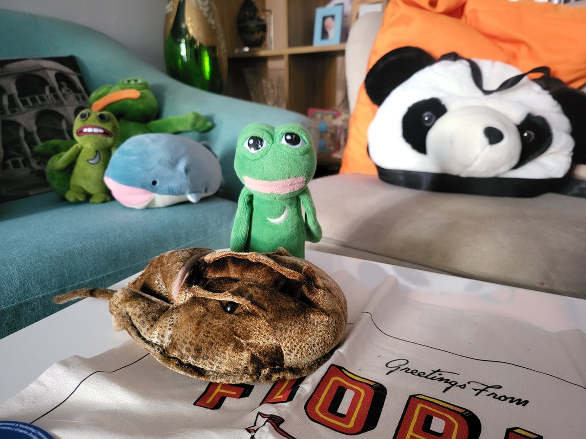 decentricity 🦔♀️ tweet media