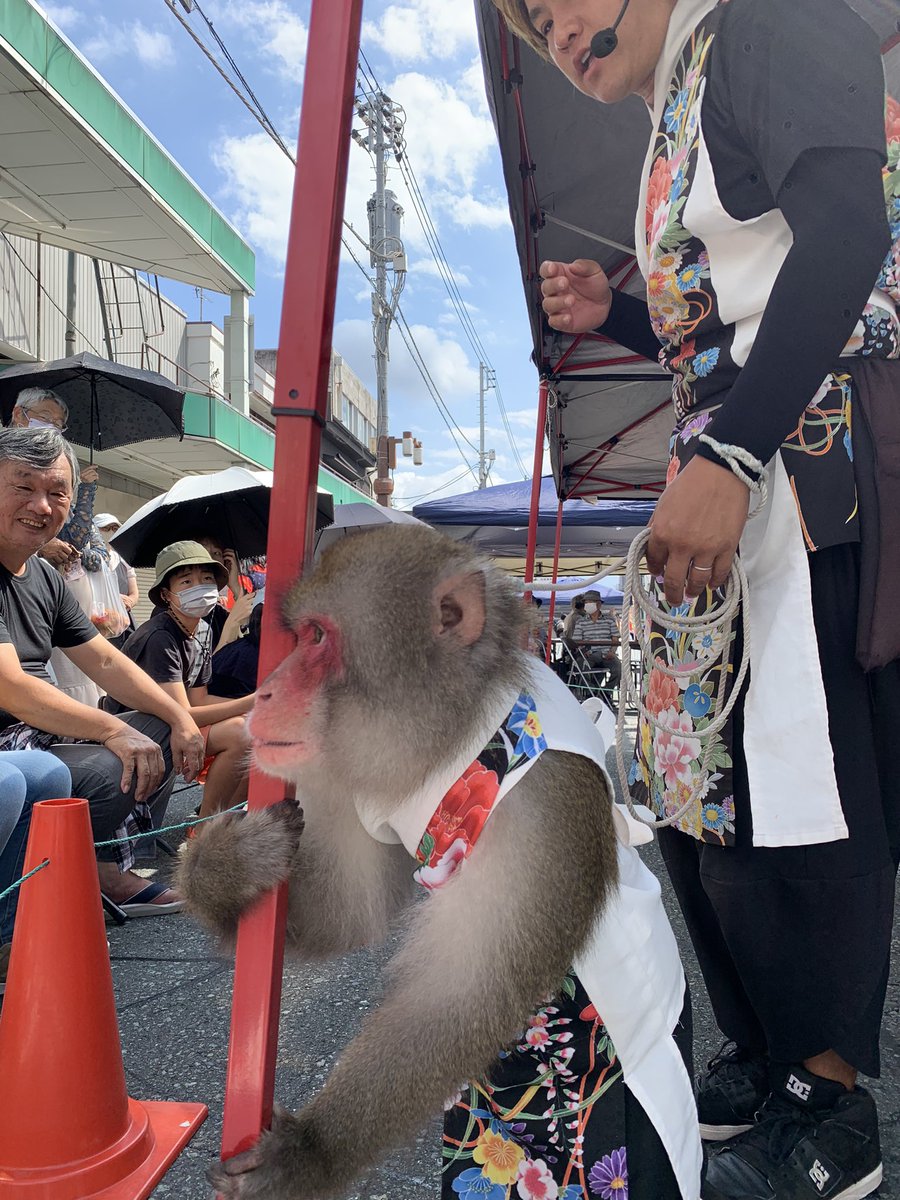 miyacho_miya's tweet photo. 今回の宮町まつりは…

なんと猿まわしの猿芸工房さんも
来てますよ〜 https://t.co/Etj35BSkMN