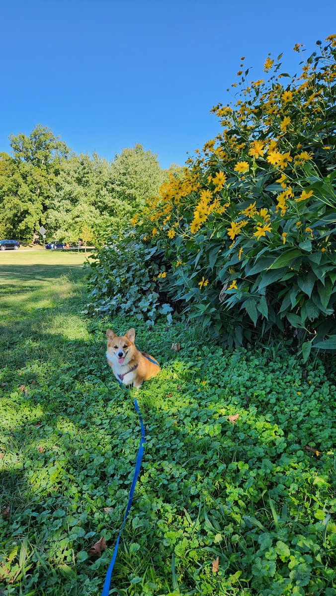 skipaway2000's tweet photo. Here's Clemmie being fresh &amp; fallish @ #CherokeePark #Louisville #Highlands #corgi #photogenic https://t.co/T9ByCSn3ps